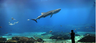 Georgia Aquarium