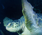 New England Aquarium