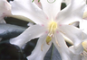 Conservatory of Flowers